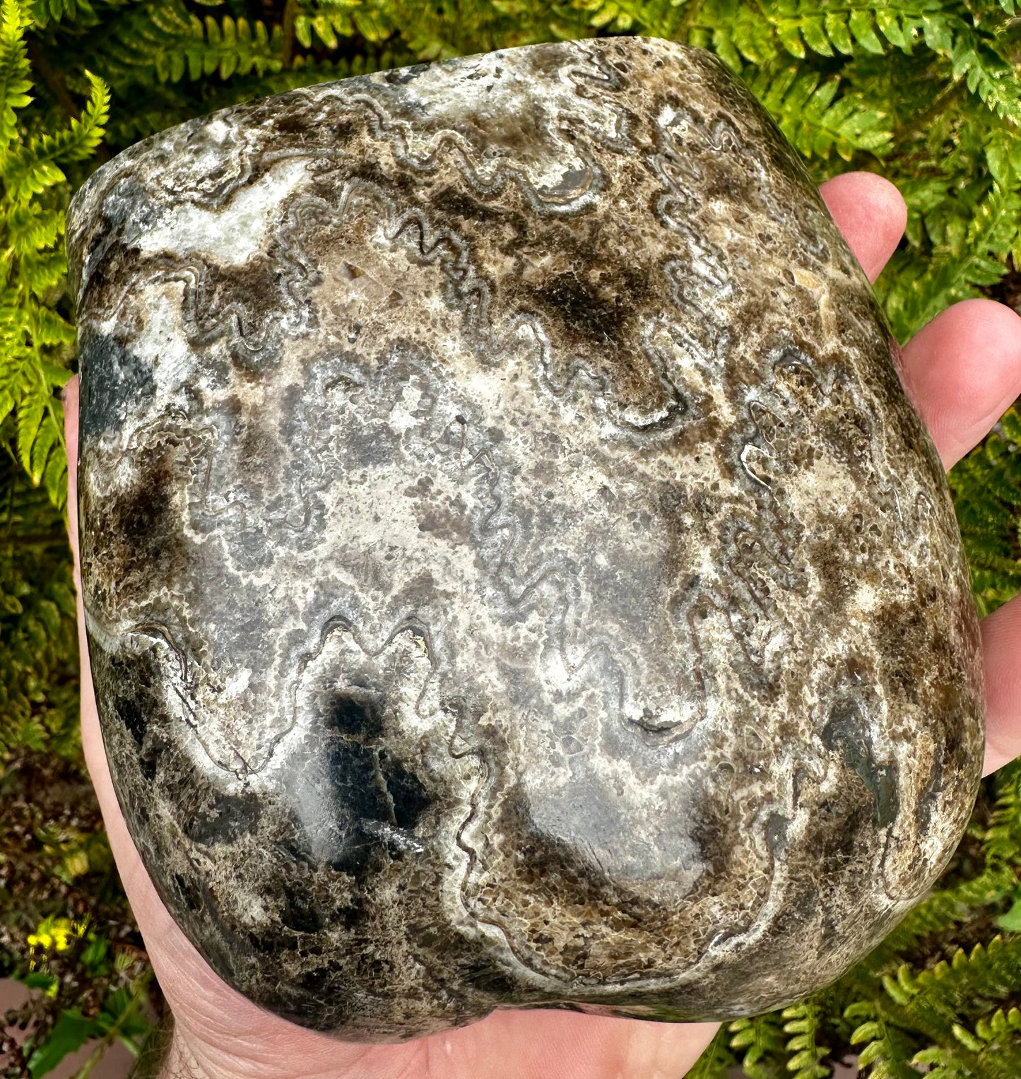 Polished Ammonite Pair, Mappleton, East Yorkshire, England