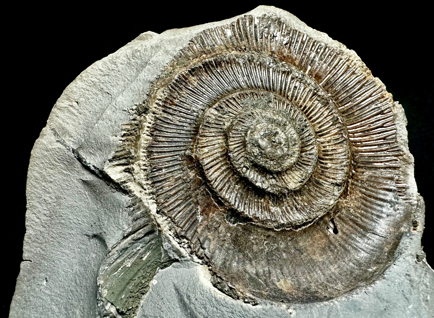 Pos/neg split dactylioceras ammonite