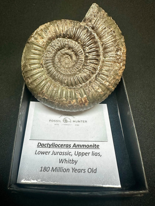 Dactylioceras Ammonite Fossil