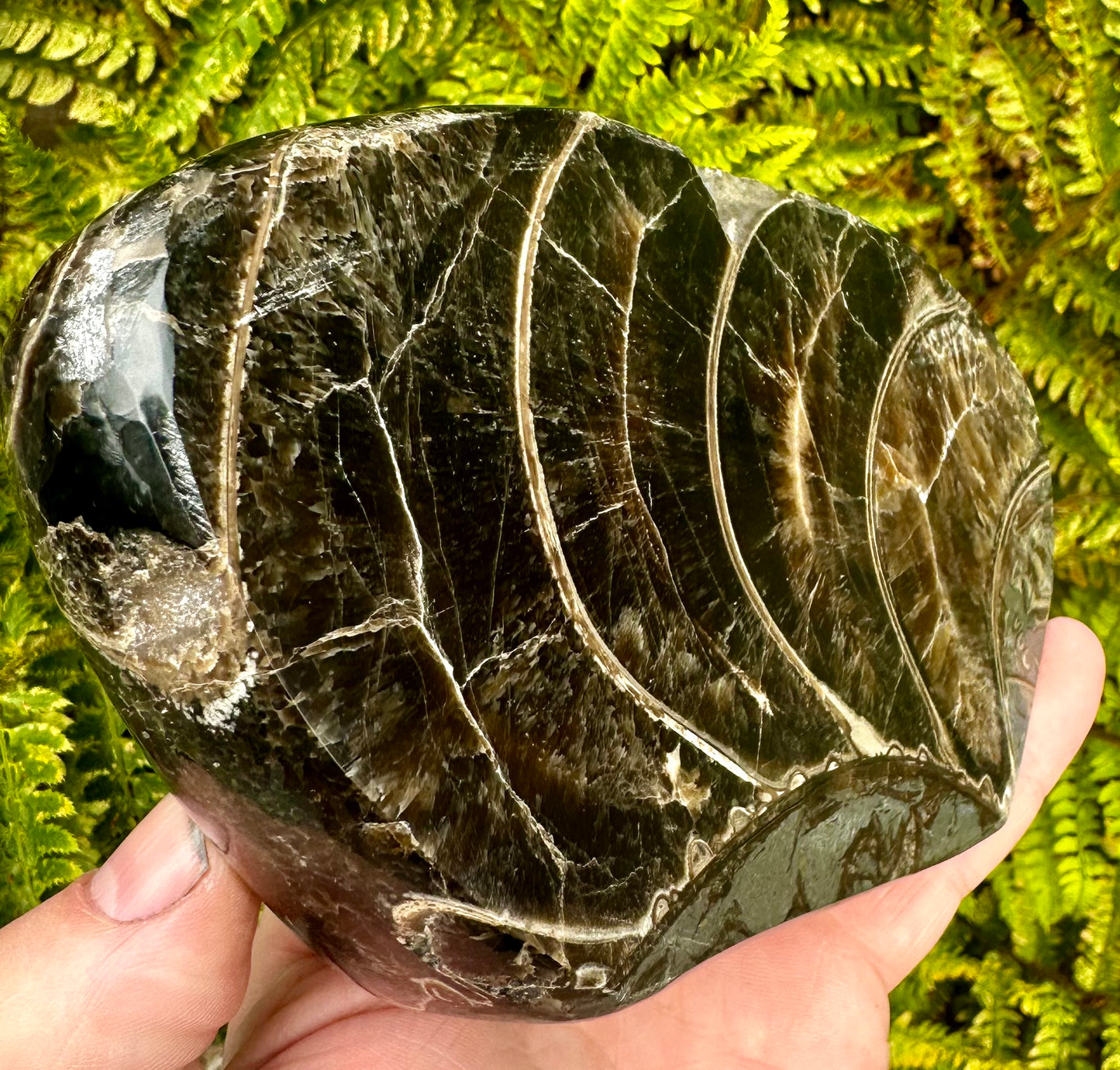 Polished Ammonite fragment Mappleton, East Yorkshire, England