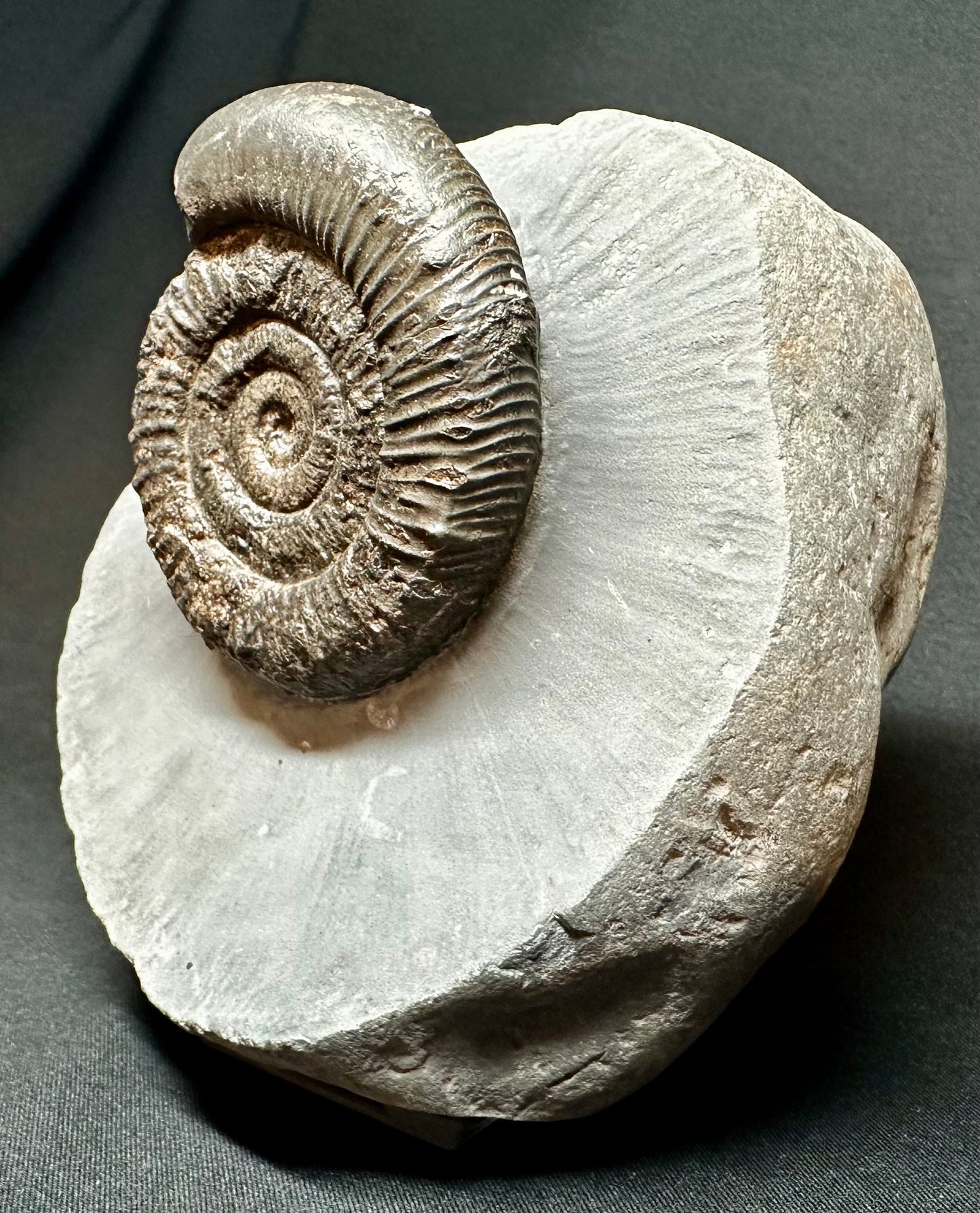 Lower Jurassic, Upper Lias Ammonite from Runswick Bay, Whitby, North Yorkshire, England Peronoceras fibulatum