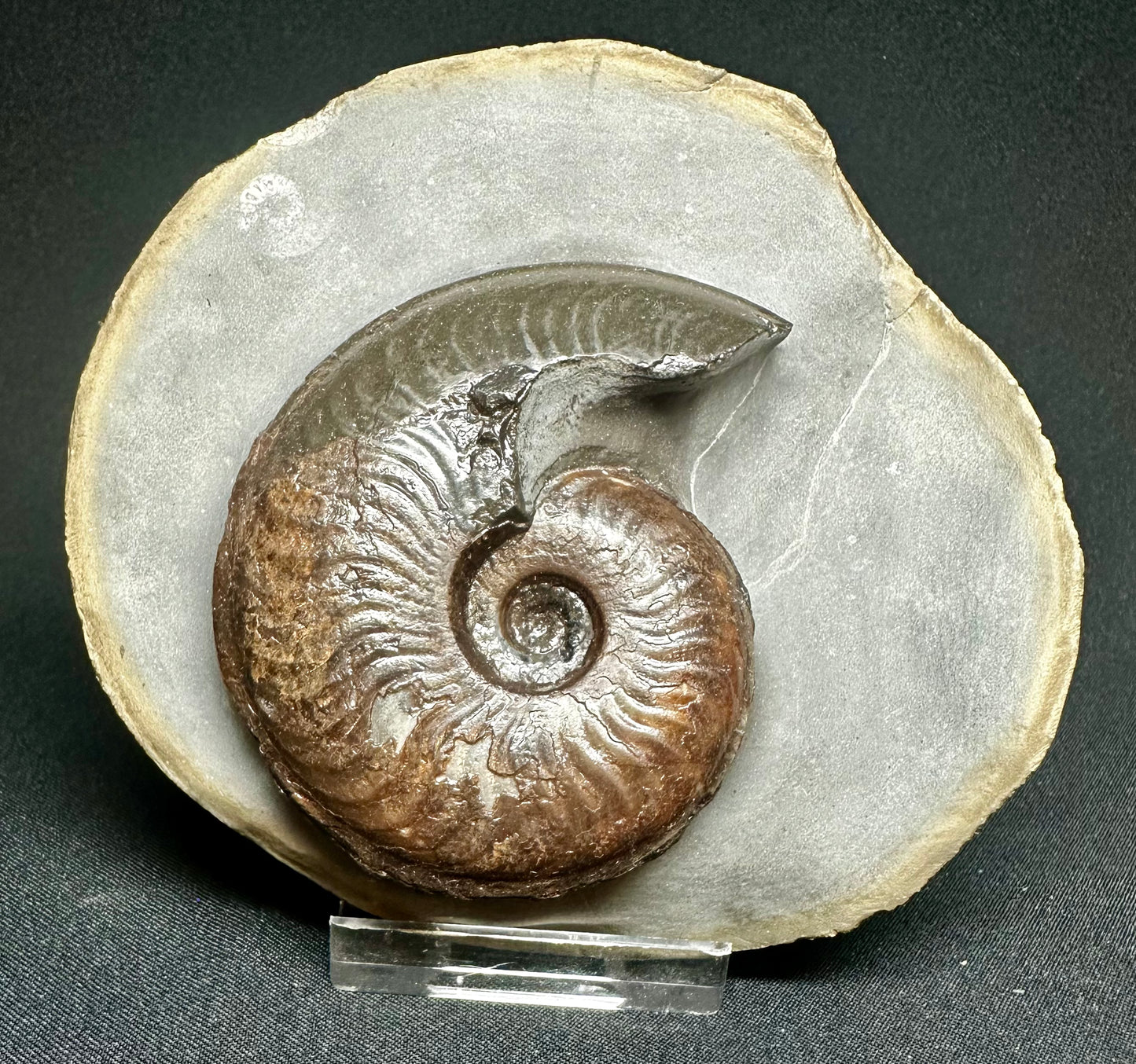 British Lower Jurassic, Upper Lias Ammonite Cluster from Sandsend, Whitby, North Yorkshire, England Eleganticeras elegantulum