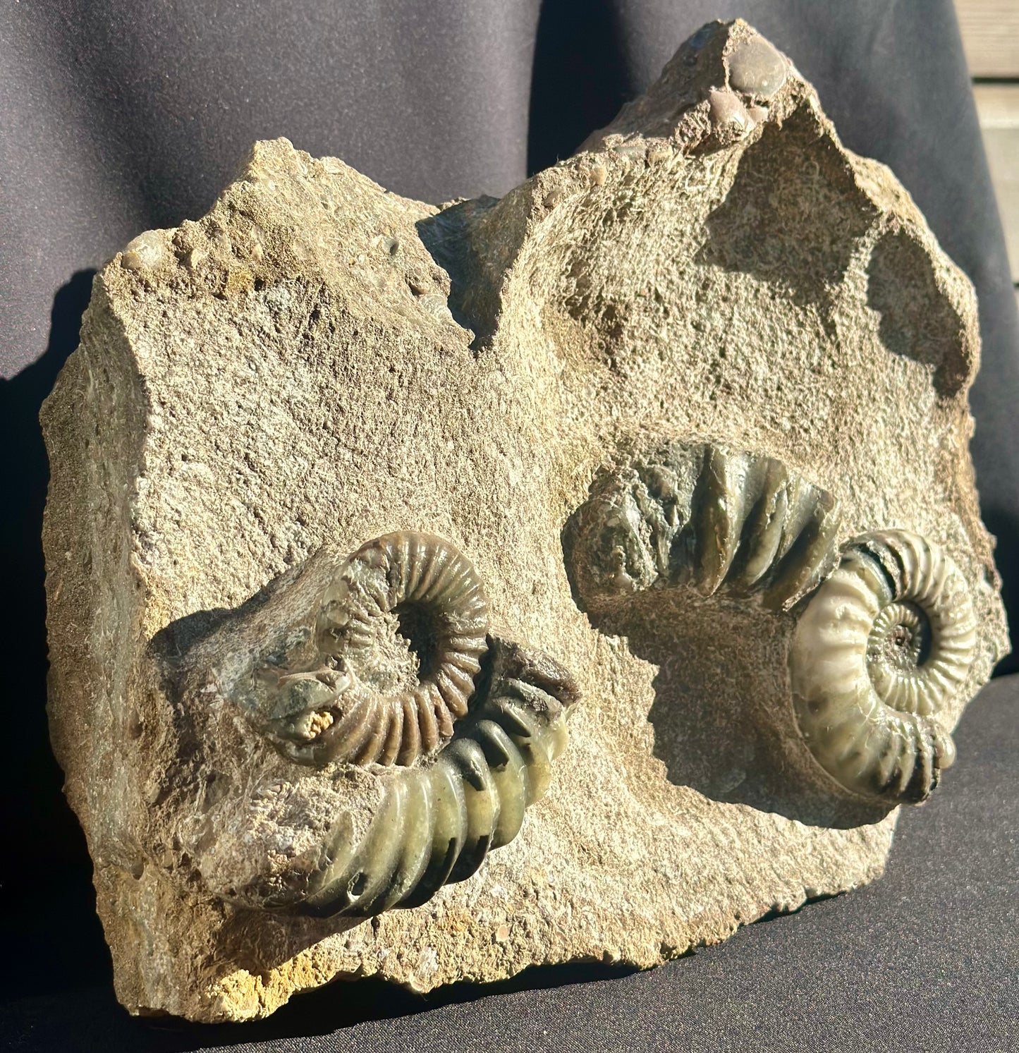 Asteroceras Ammonite Scunthorpe