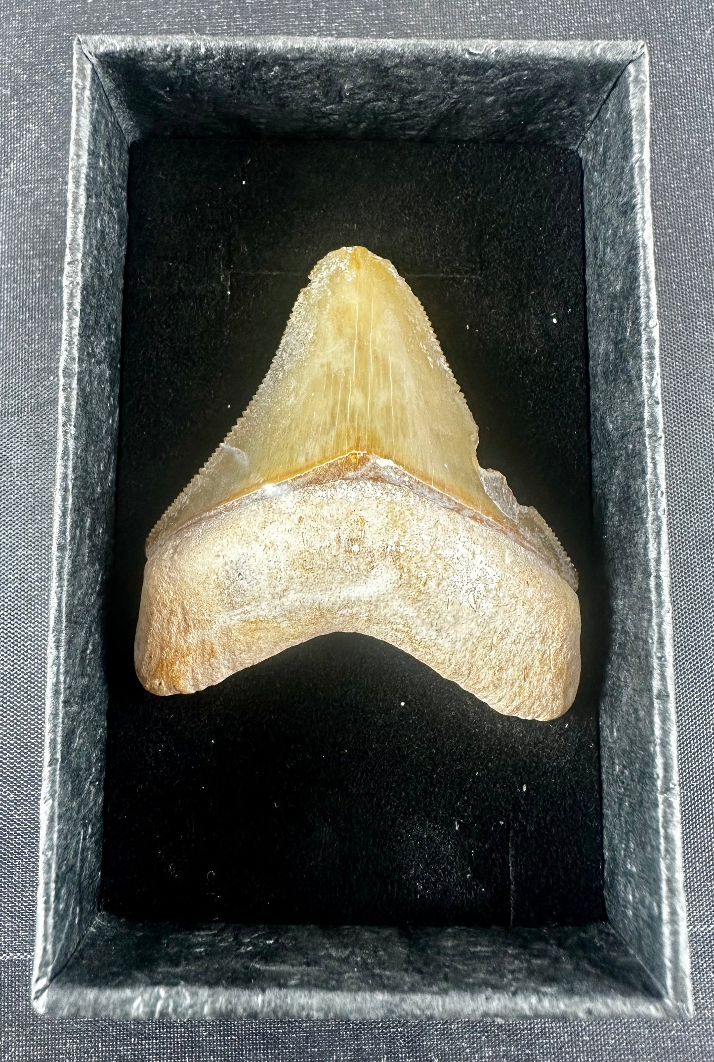 Megalodon Shark Tooth - Miocene - South Carolina - USA