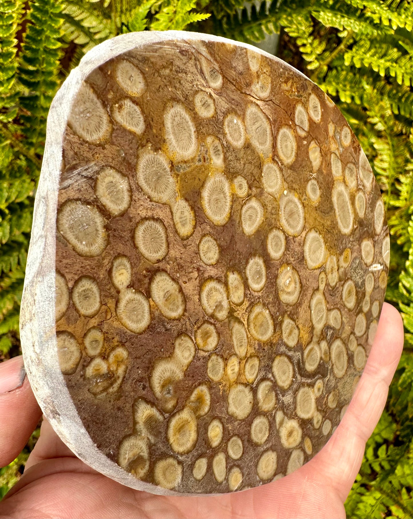 Carboniferous Coral Polished, Mappleton, Holderness Coast, East Yorkshire, England