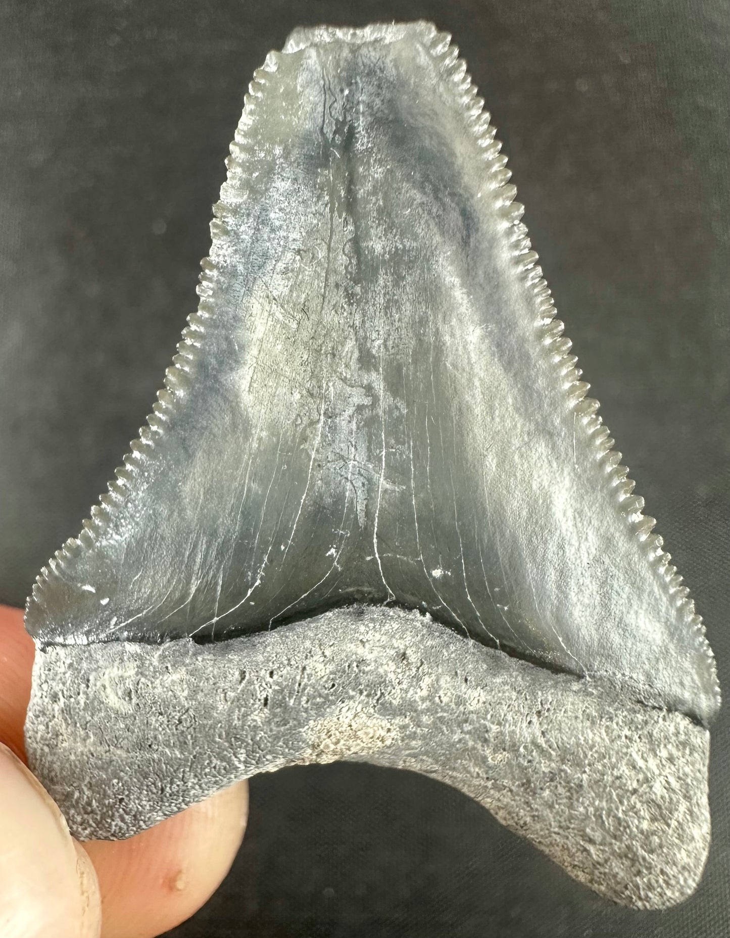 Bone Valley Megalodon Tooth