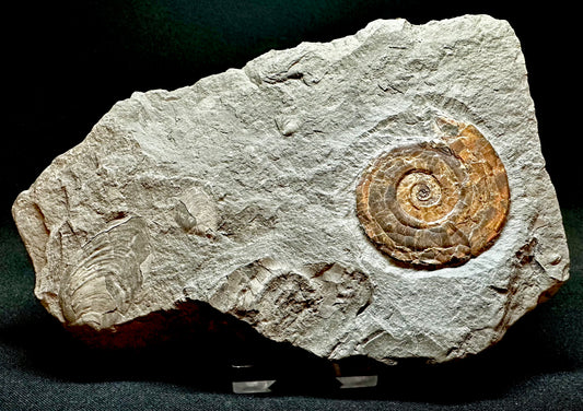 Iridescent Lower Lias, Lower Jurassic Ammonite from North Somerset Psiloceras planorbis