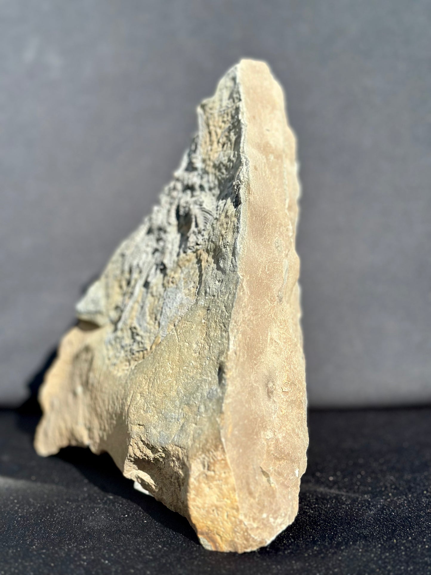 Crinoid Fossil