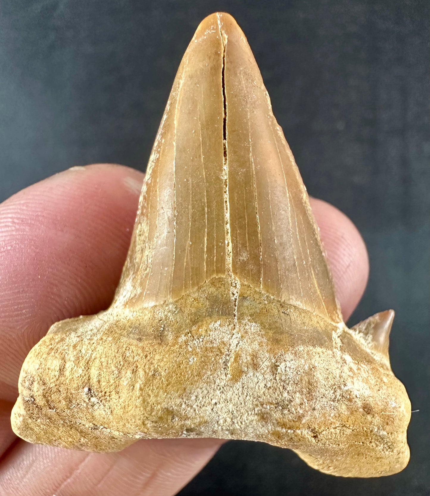 Otodus Obliquus Shark Tooth