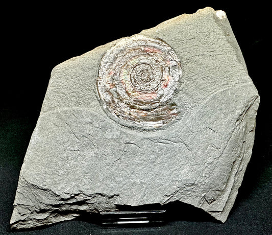 Iridescent Lower Lias, Lower Jurassic Ammonite from North Somerset Psiloceras planorbis