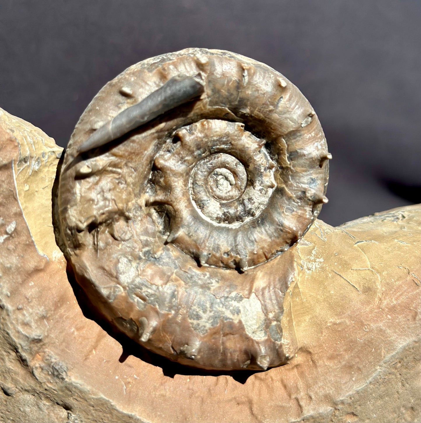 Eteoderoceras Ammonite RARE