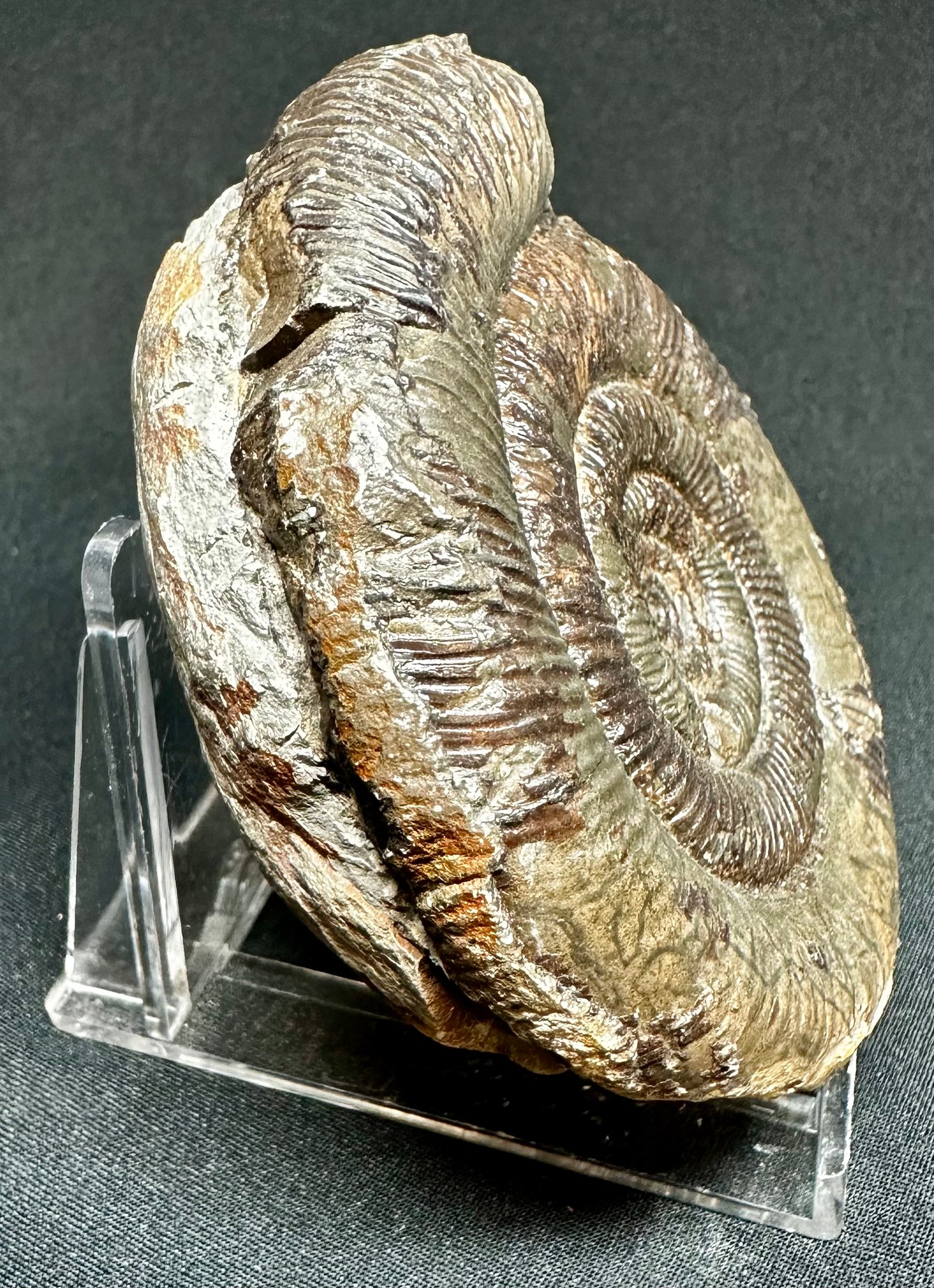 Dactylioceras Tenuicostatum ammonite fossil - Whitby, North Yorkshire, England