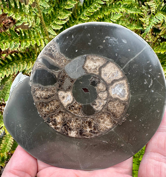 Polished Yorkshire Ammonite, Whitby, North Yorkshire, England.