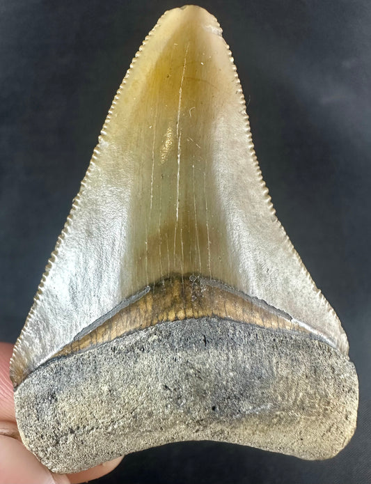 Megalodon Shark Tooth - Miocene - South Carolina - USA