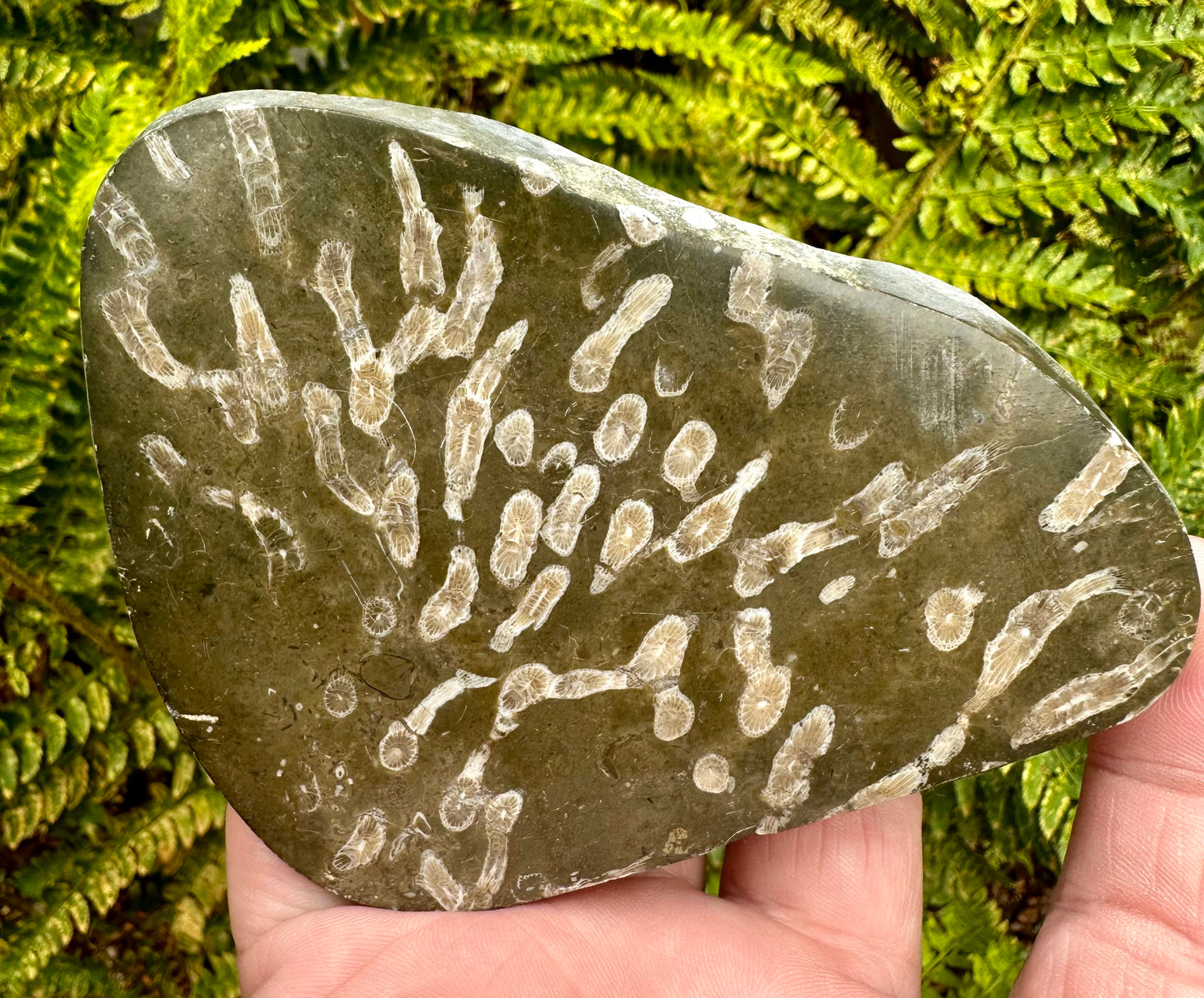 Carboniferous Coral Polished, Mappleton, Holderness Coast, East Yorkshire, England