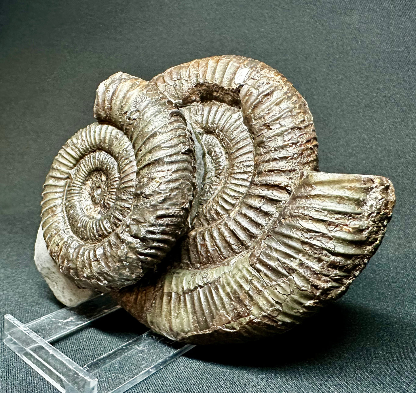 Double Dactylioceras Ammonite Fossil