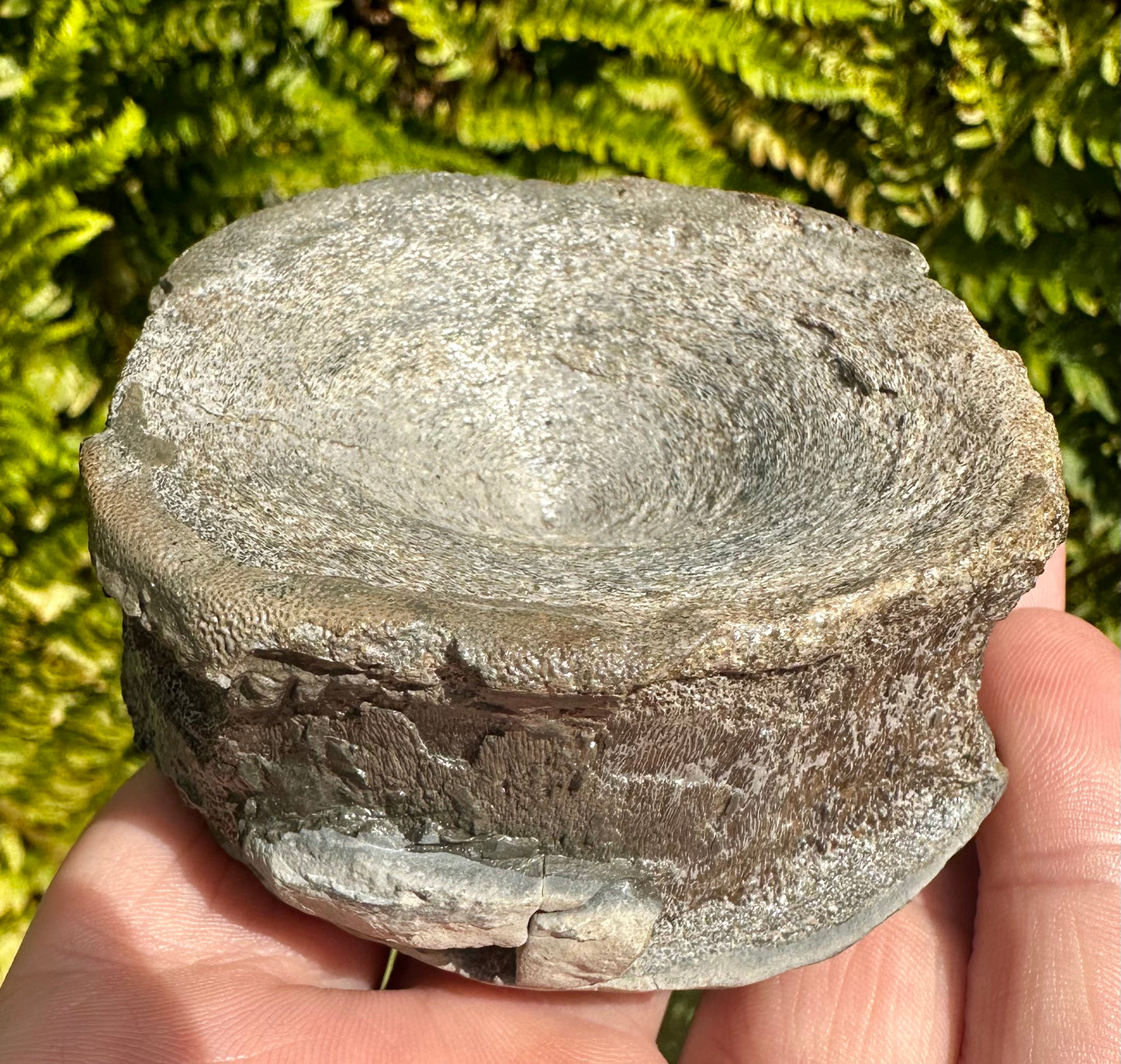 Ichthyosaur vertebra in nodule    - Whitby, North Yorkshire Coast