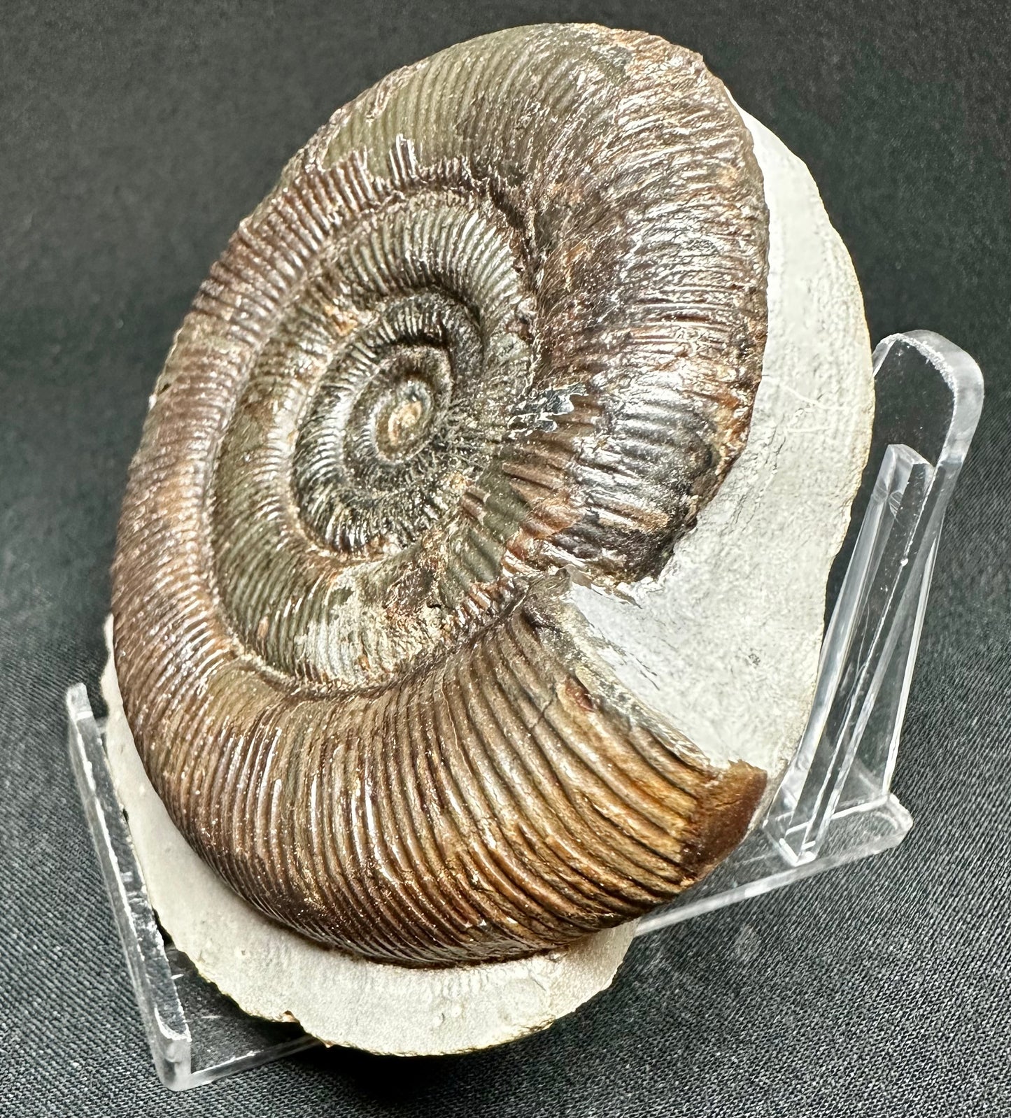 Dactylioceras Tenuicostatum ammonite fossil - Whitby, North Yorkshire, England