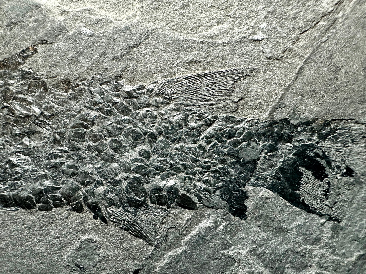 Old Red Sandstone Early Devonian “Lobed Fin” Fossil Fish from Orkney, Scotland Osteolepis macrolepidotus