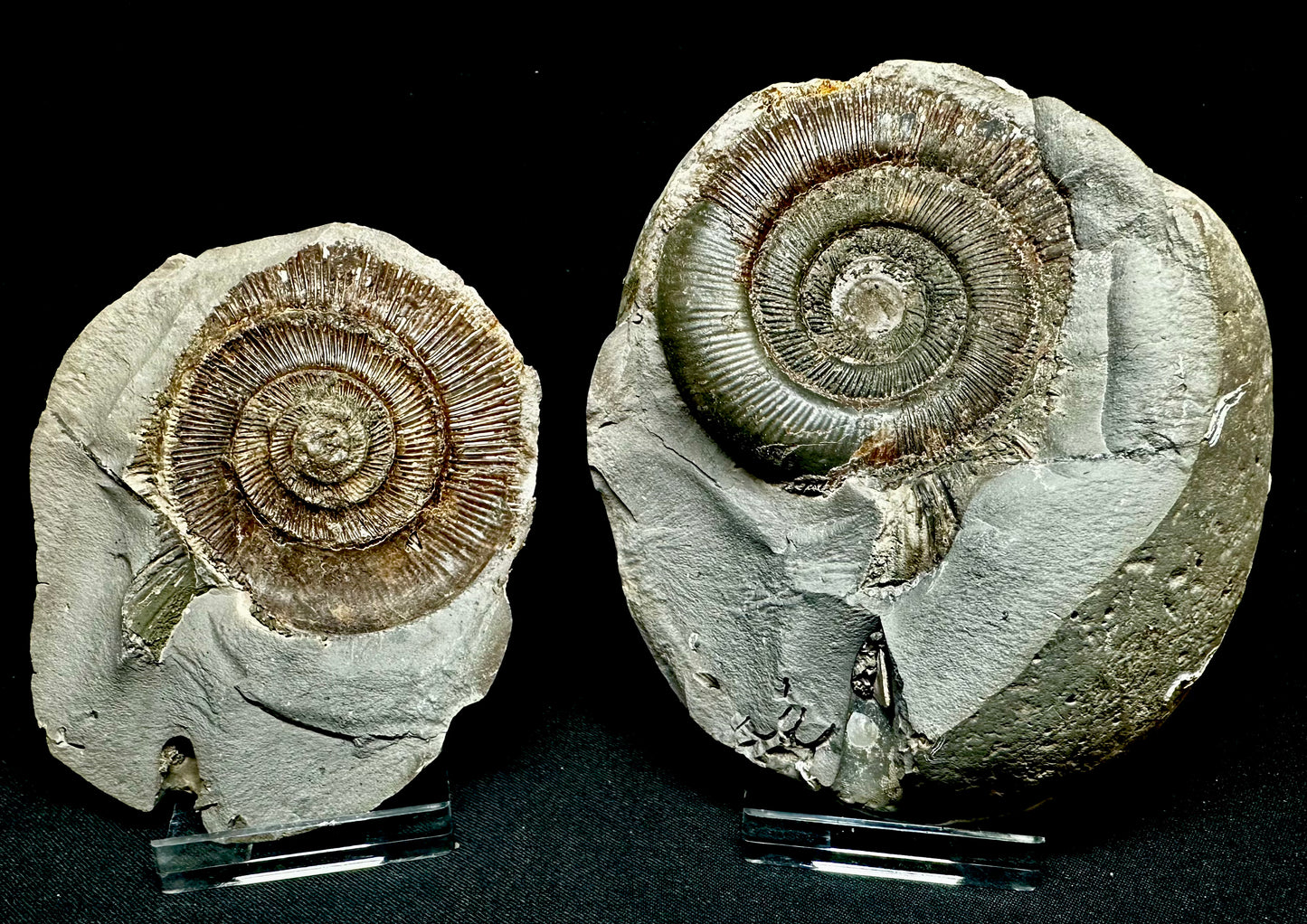 Pos/neg split dactylioceras ammonite