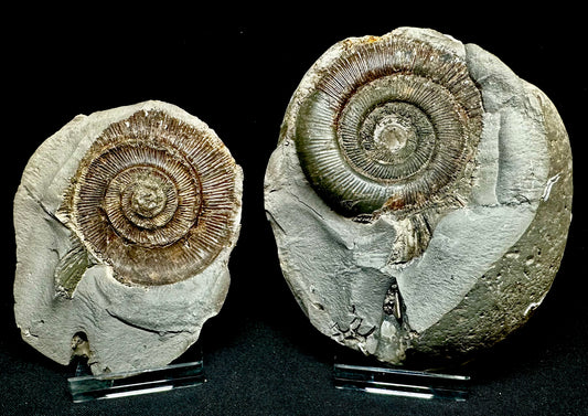 Pos/neg split dactylioceras ammonite