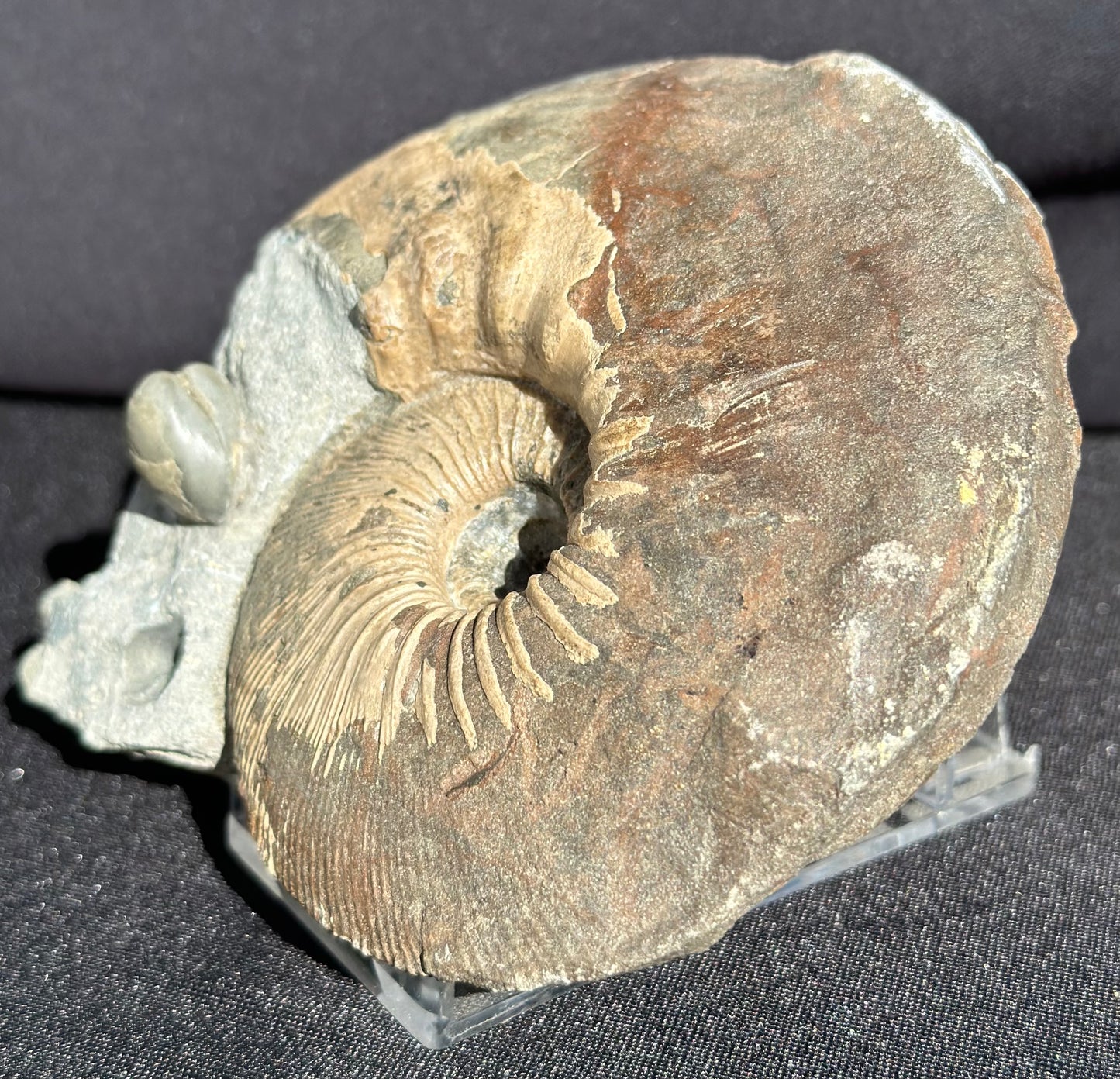 Sigaloceras Ammonite