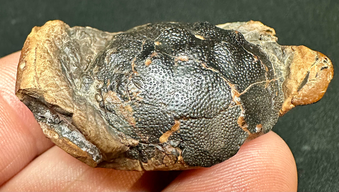 Zanthopsis Leachii Crab fossil