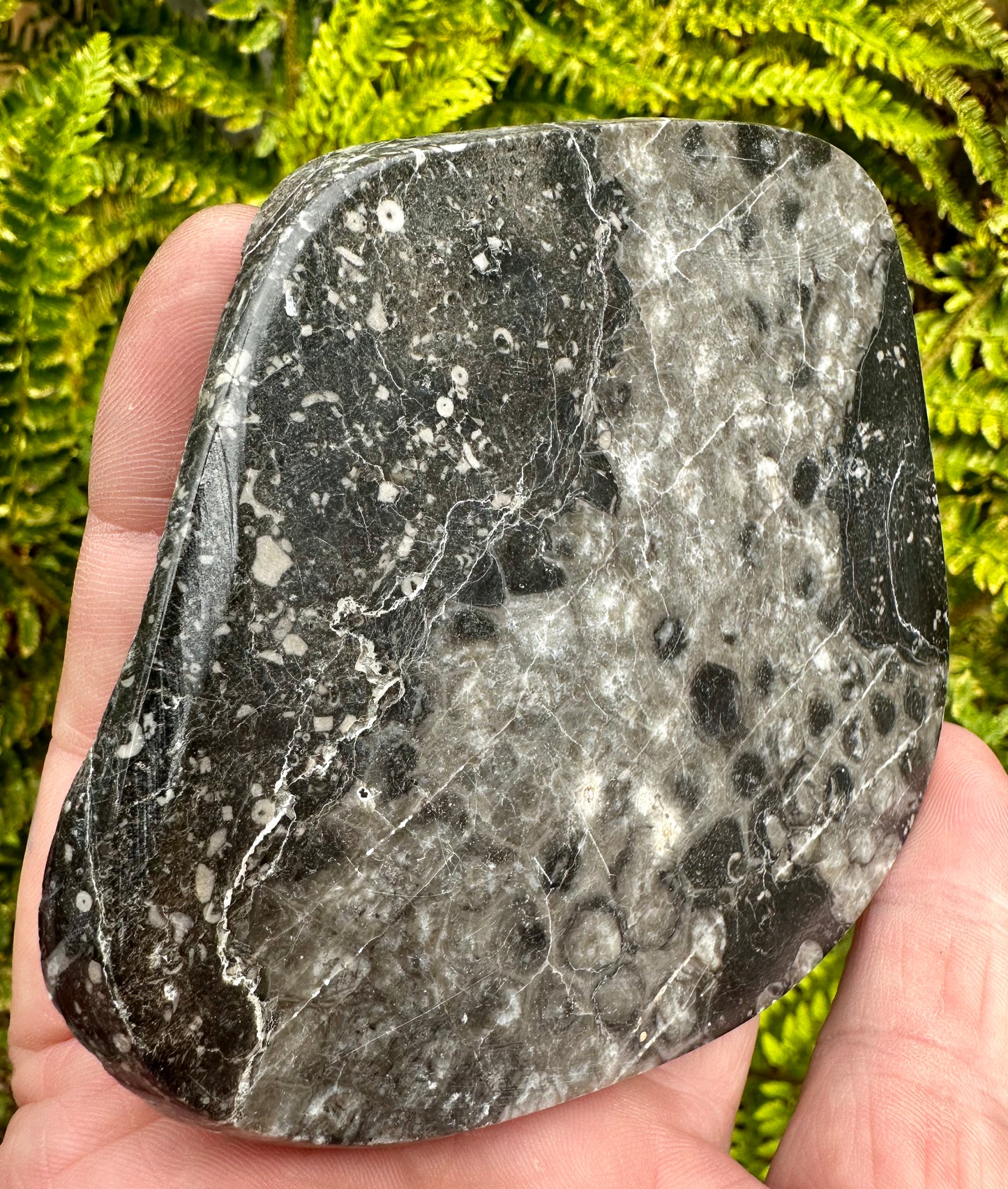 Carboniferous Coral and Crinoid Polished, Mappleton, Holderness Coast, East Yorkshire, England