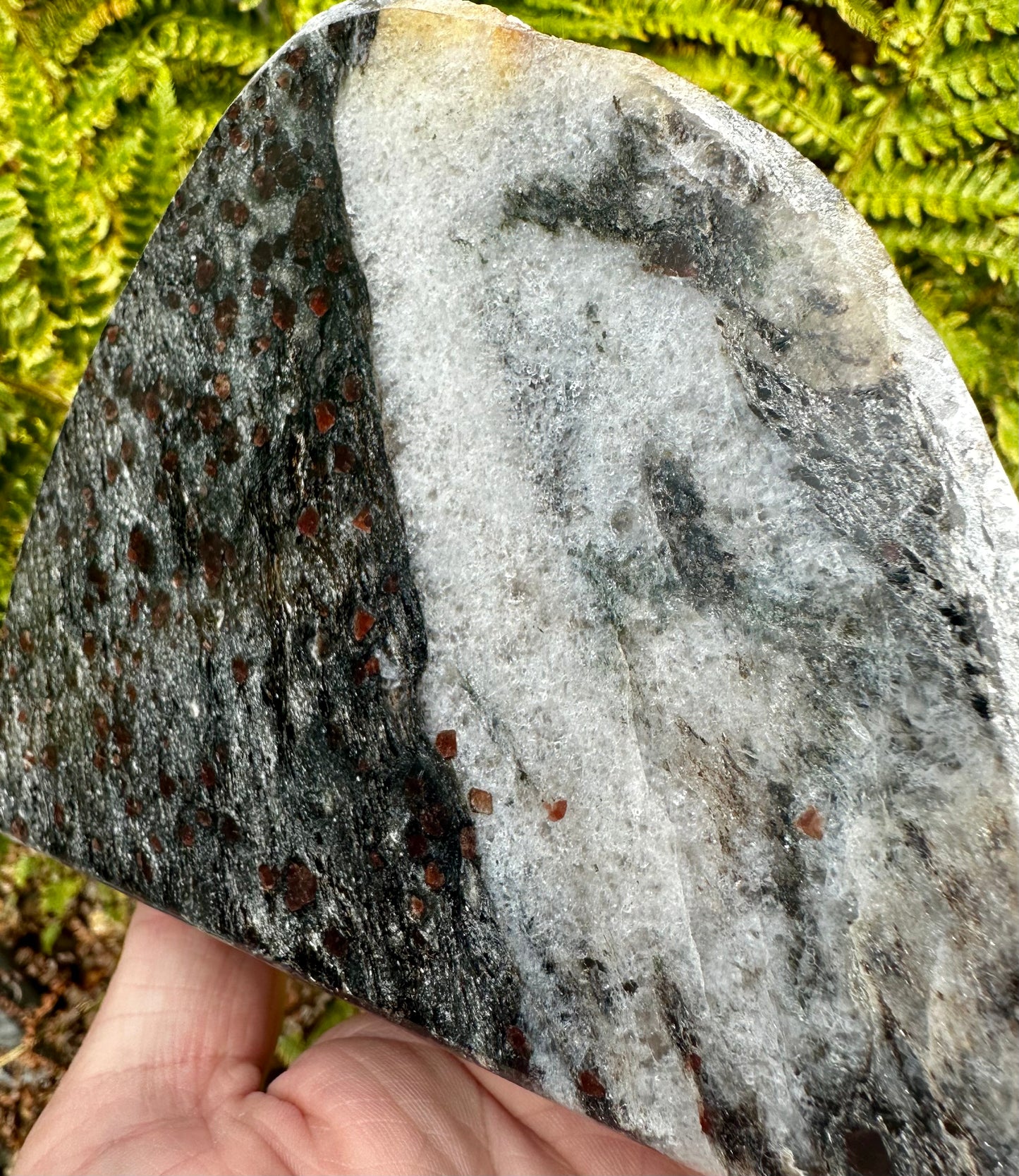 Garnet Mica Schist, polished. Mappleton, Holderness Coast, East Yorkshire, England.