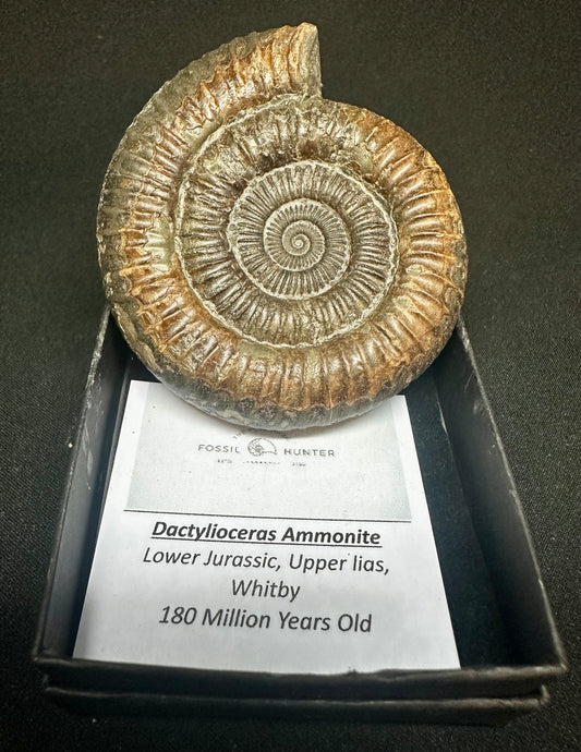 Dactylioceras Ammonite Fossil