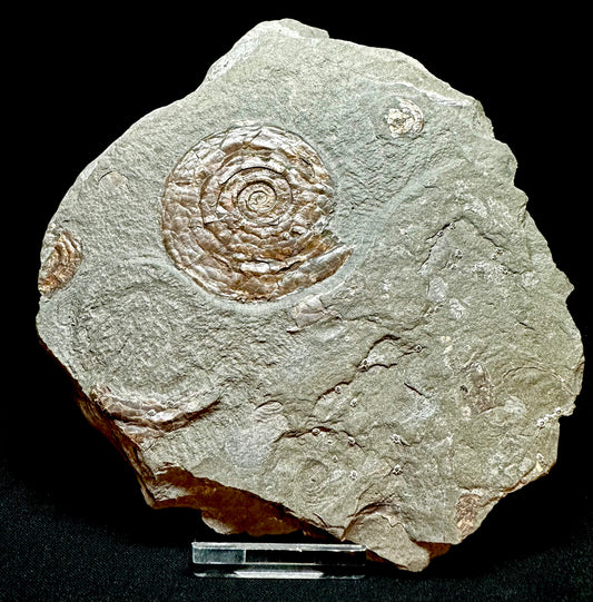 Iridescent Lower Lias, Lower Jurassic Ammonite from North Somerset Psiloceras planorbis