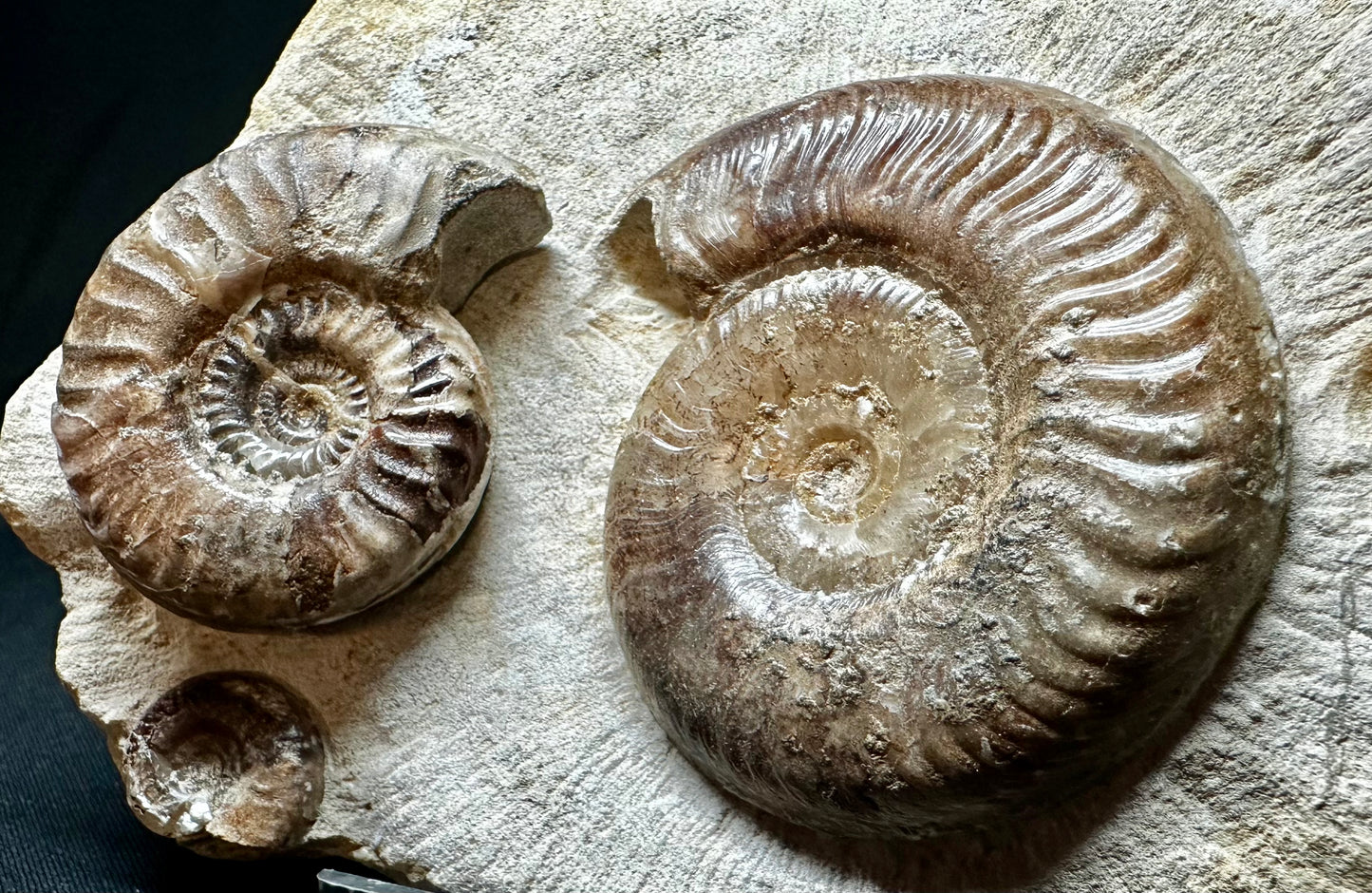 Grammoceras treble Ammonite so