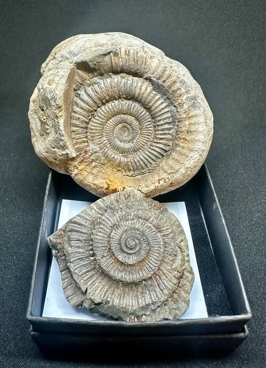 Pos/Neg Dactylioceras Ammonite fossil