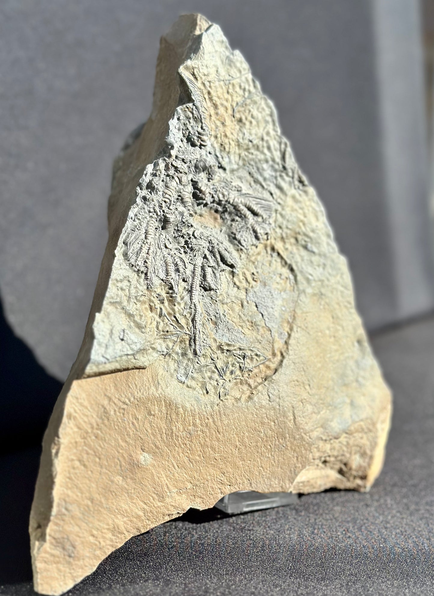 Crinoid Fossil