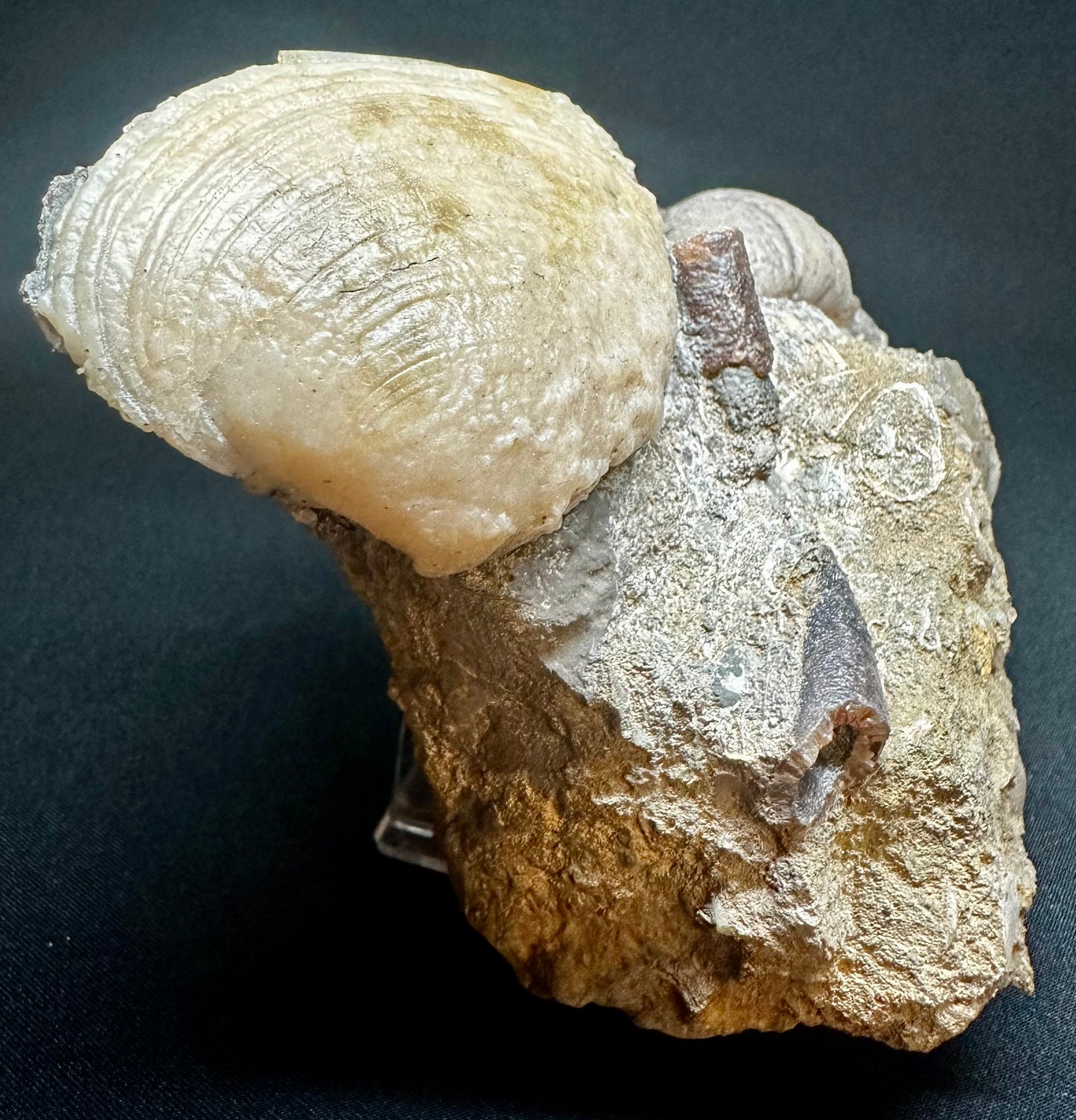 Cardinia Sp Fossil Bivalve, Scunthorpe, England. Lower Lias, Lower Jurassic, 200 Million Years Old.