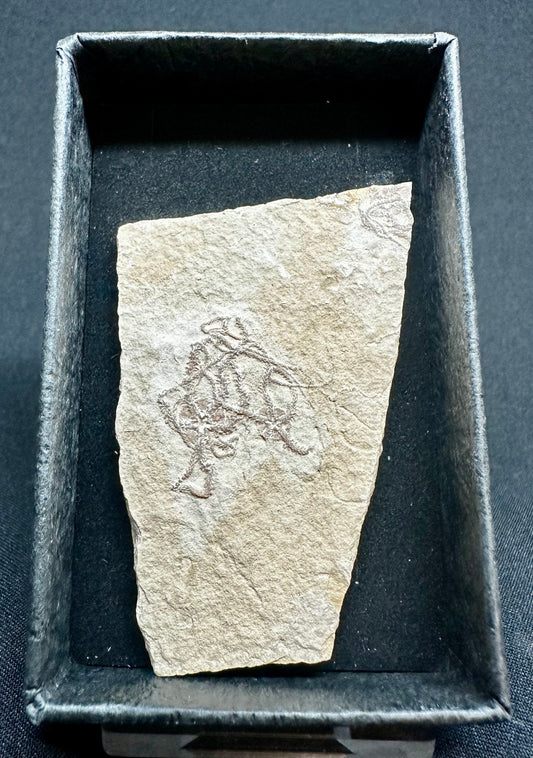 Fossil Brittlestar (Starfish) from the Upper Jurassic of Germany Sinosura kelheimense