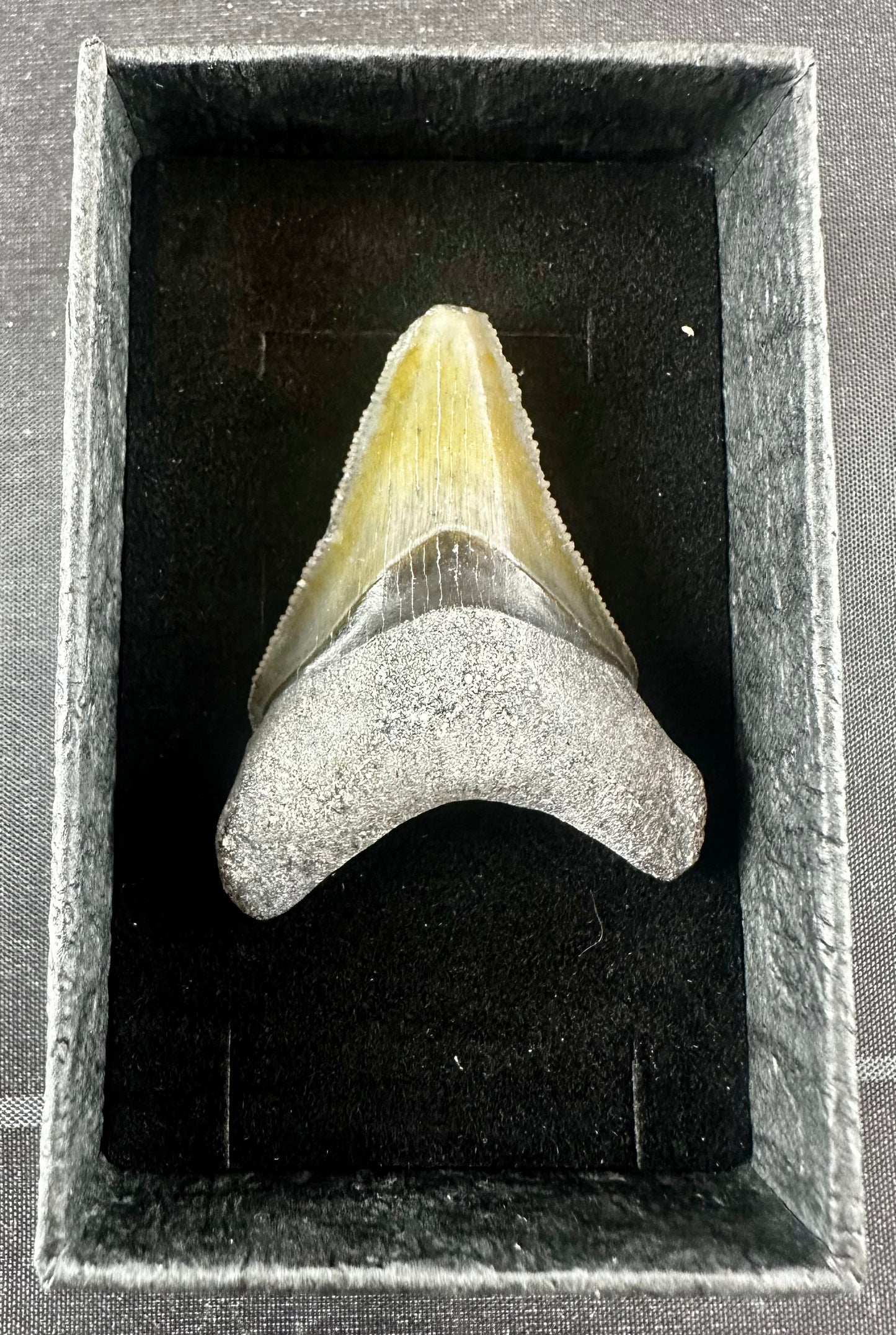 Bone Valley Megalodon Tooth