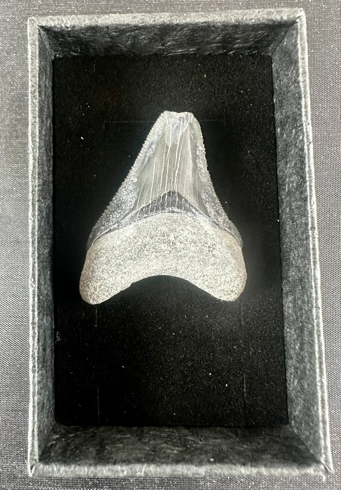 Bone Valley Megalodon Tooth