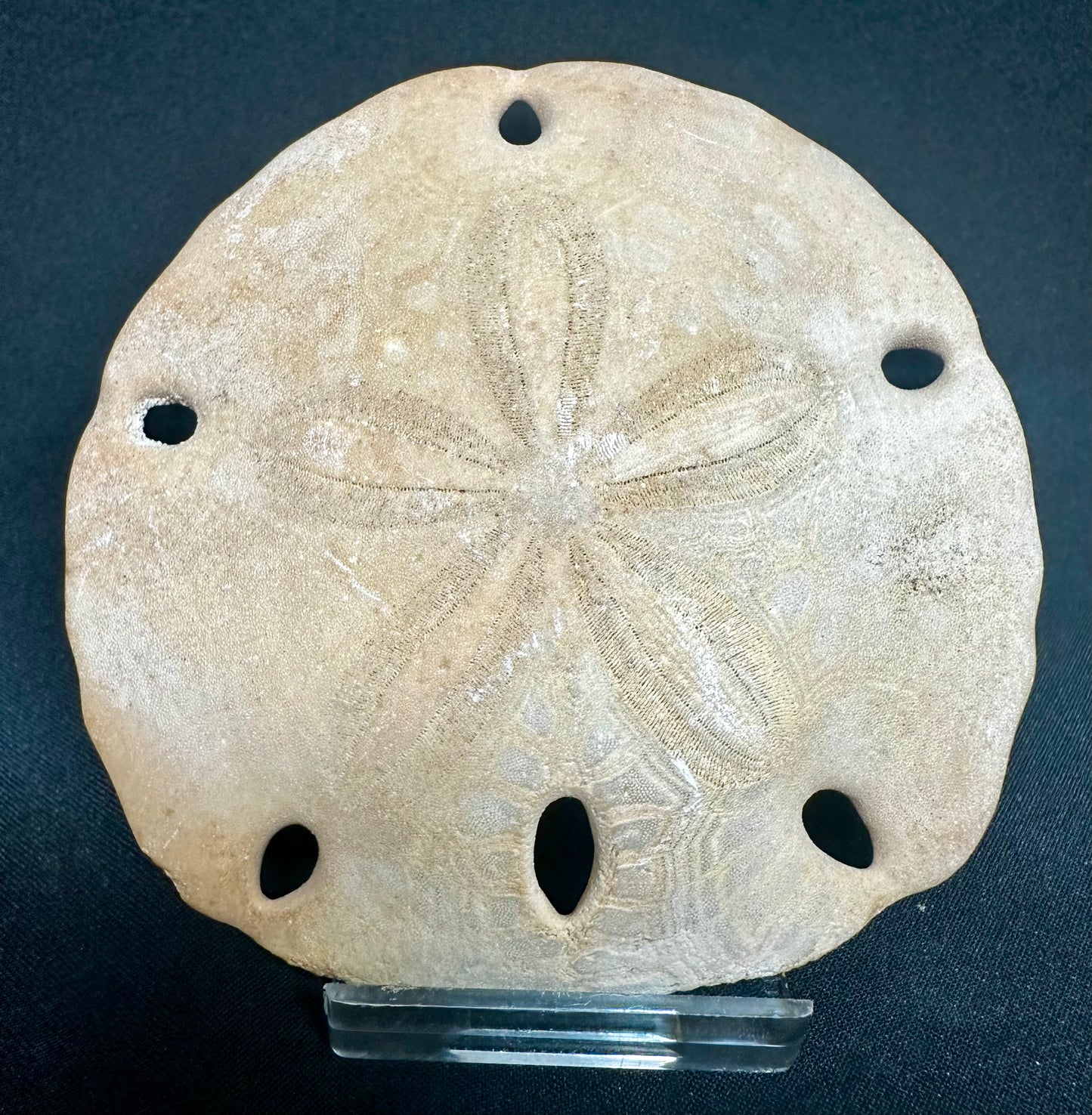 Miocene Fossil Sand-Dollar Sea Urchin (Echinoid) from New Mexico, USA Mellitella californicus