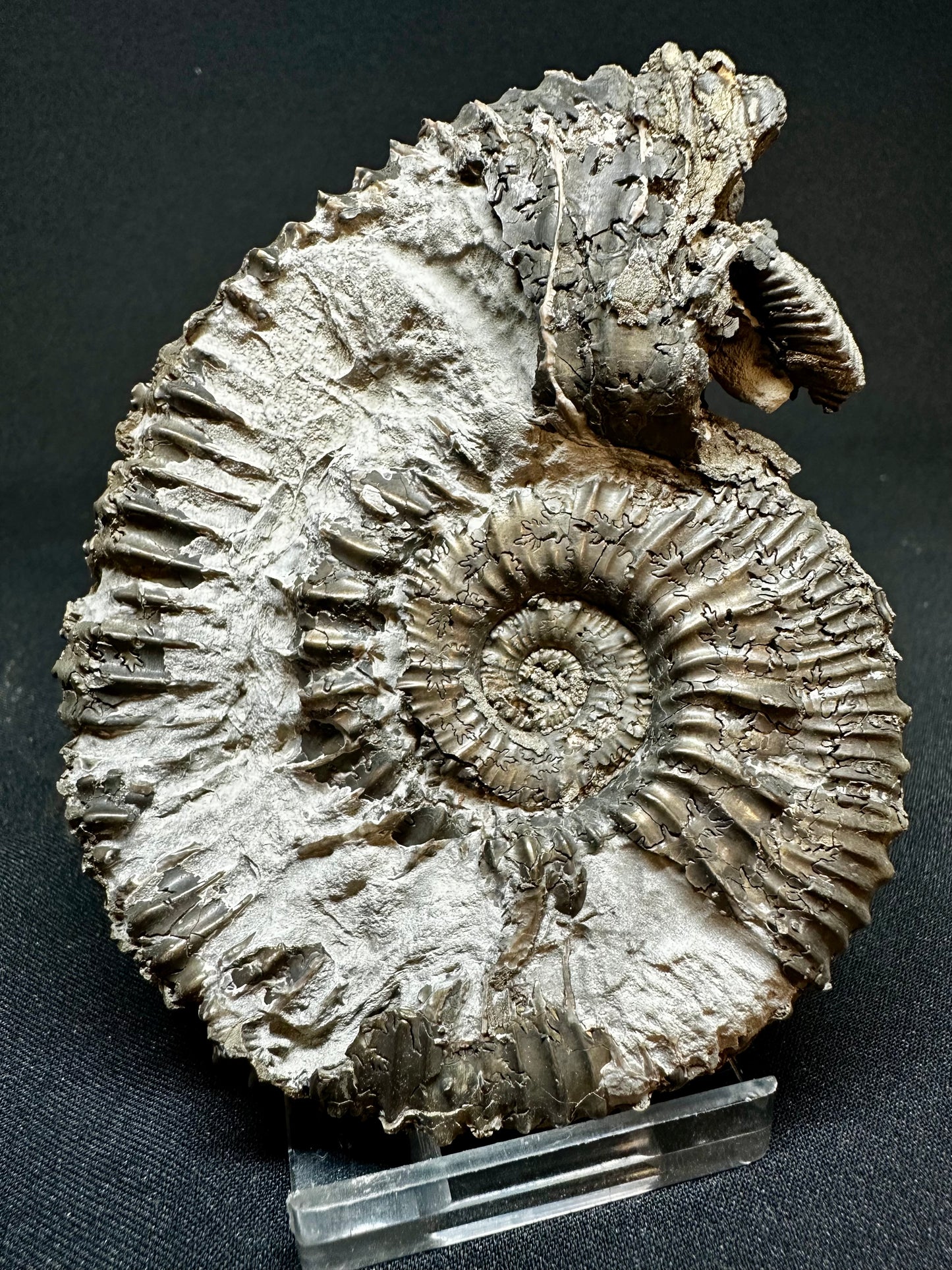 Kosmoceras Spinosum Macroconch Ammonite