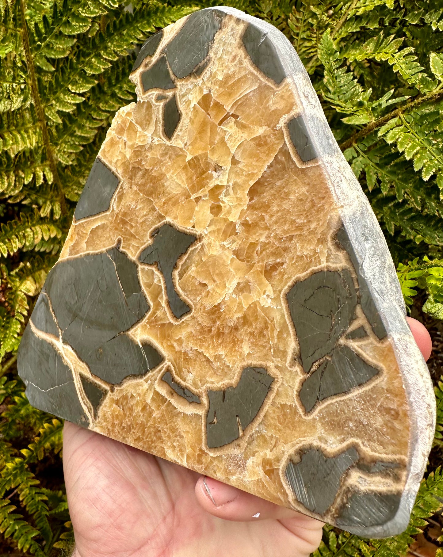 Huge Septarian Polished Slab, Mappleton, Holderness coast, East Yorkshire, England.