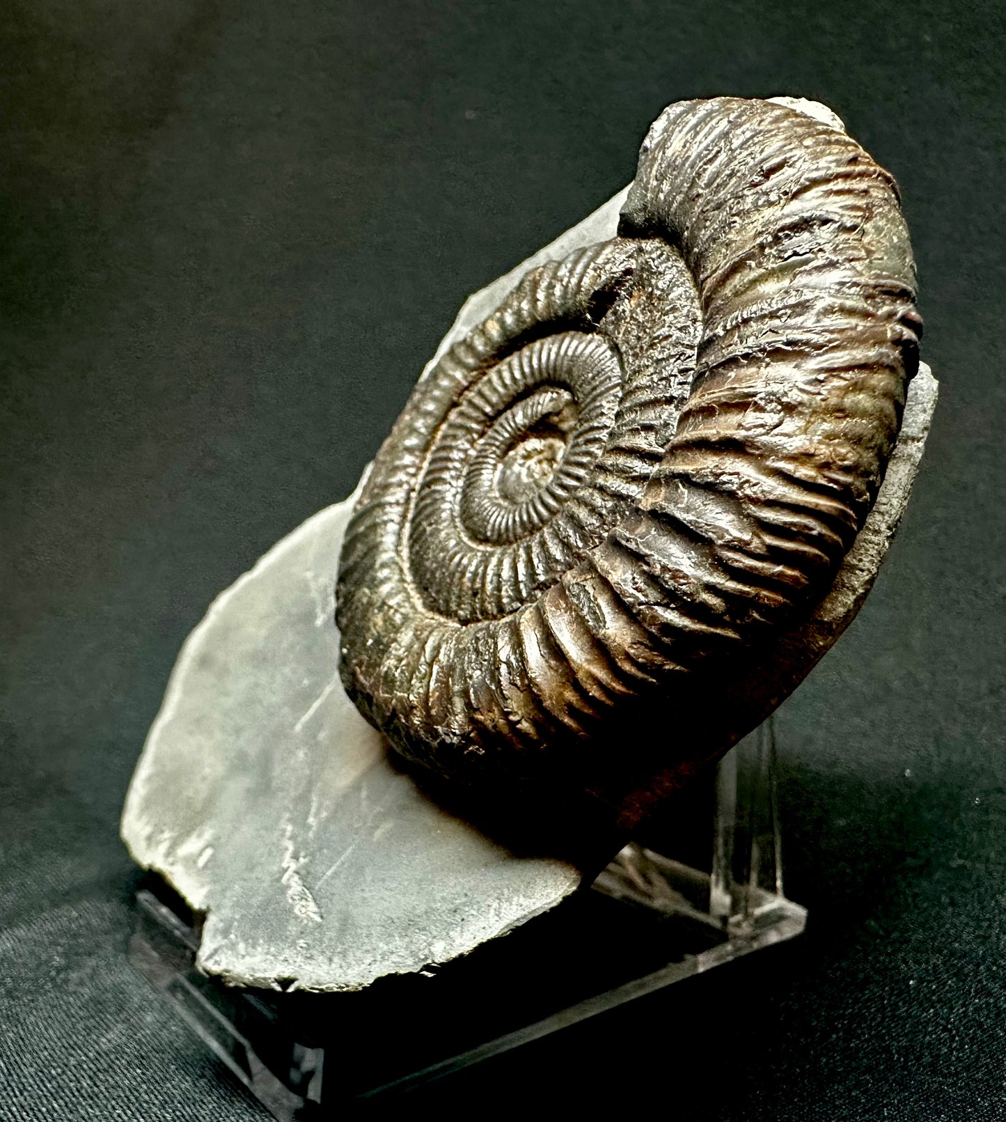 Dactylioceras Ammonite Fossil