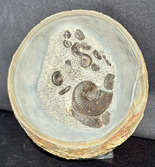 Eleganticeras cannon ball