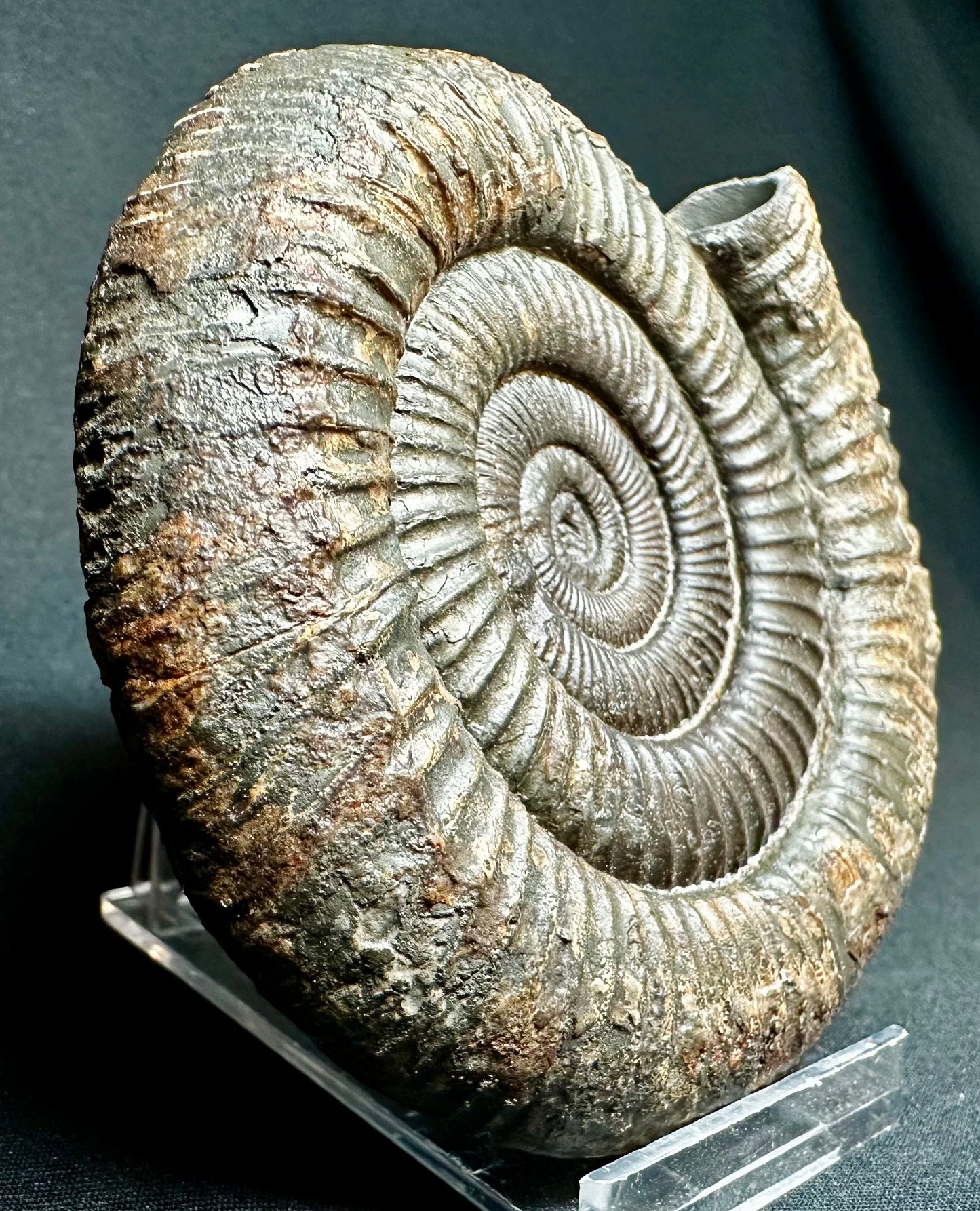 Large Dactylioceras Ammonite Fossil