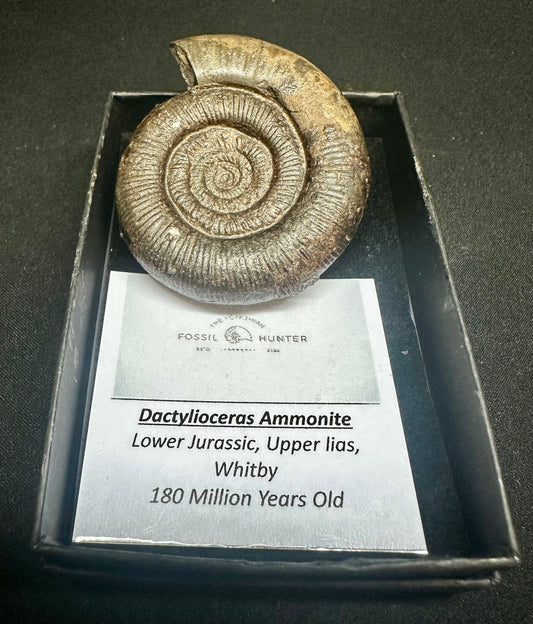 Dactylioceras Ammonite Fossil