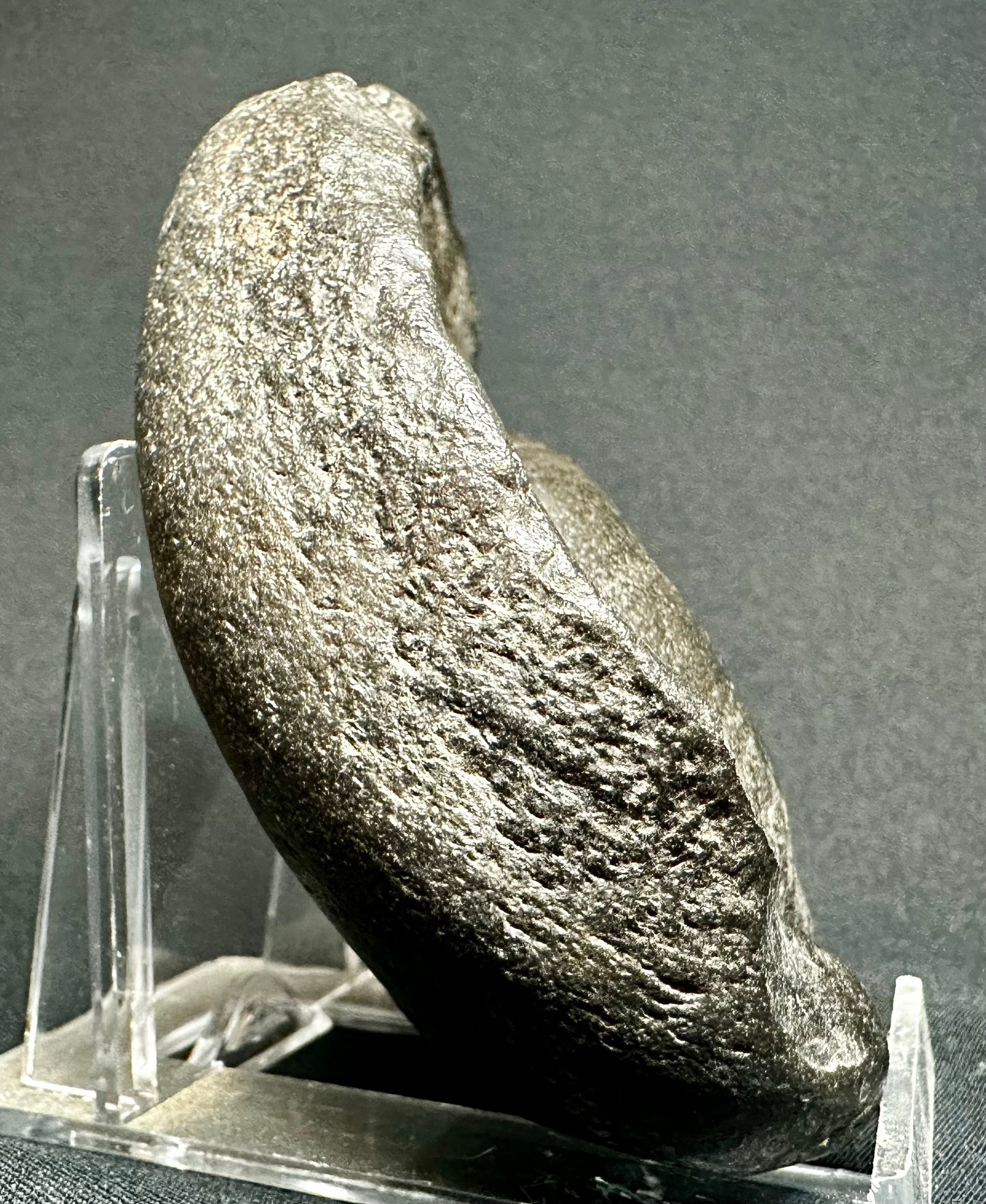 Sperm Whale Tympanic (Ear) Bone from Florida, USA Balaenoptera floridana