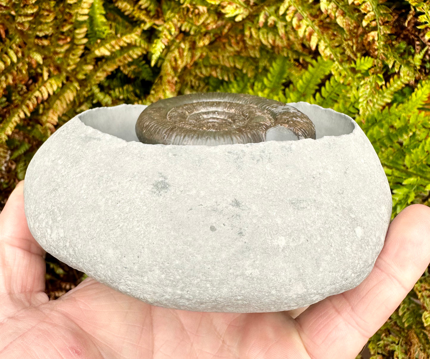 Dactylioceras Tenuicostatum Ammonite Fossil - Whitby, North Yorkshire.