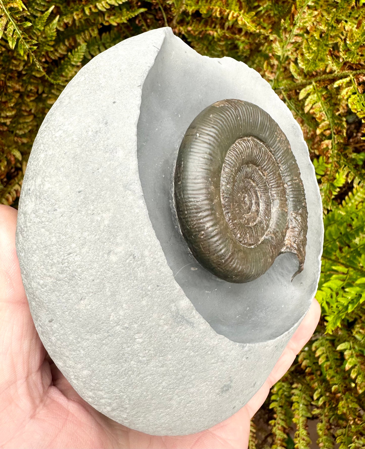 Dactylioceras Tenuicostatum Ammonite Fossil - Whitby, North Yorkshire.