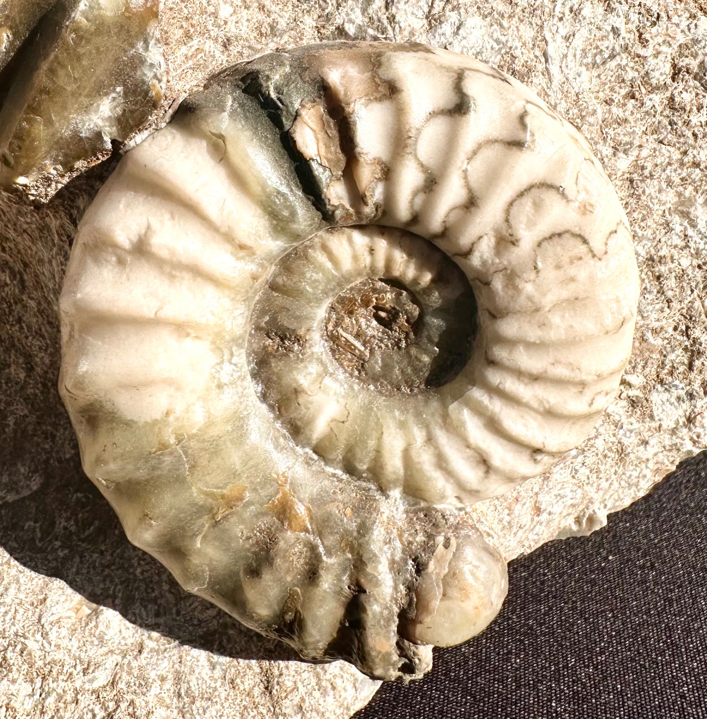 Asteroceras Ammonite Scunthorpe