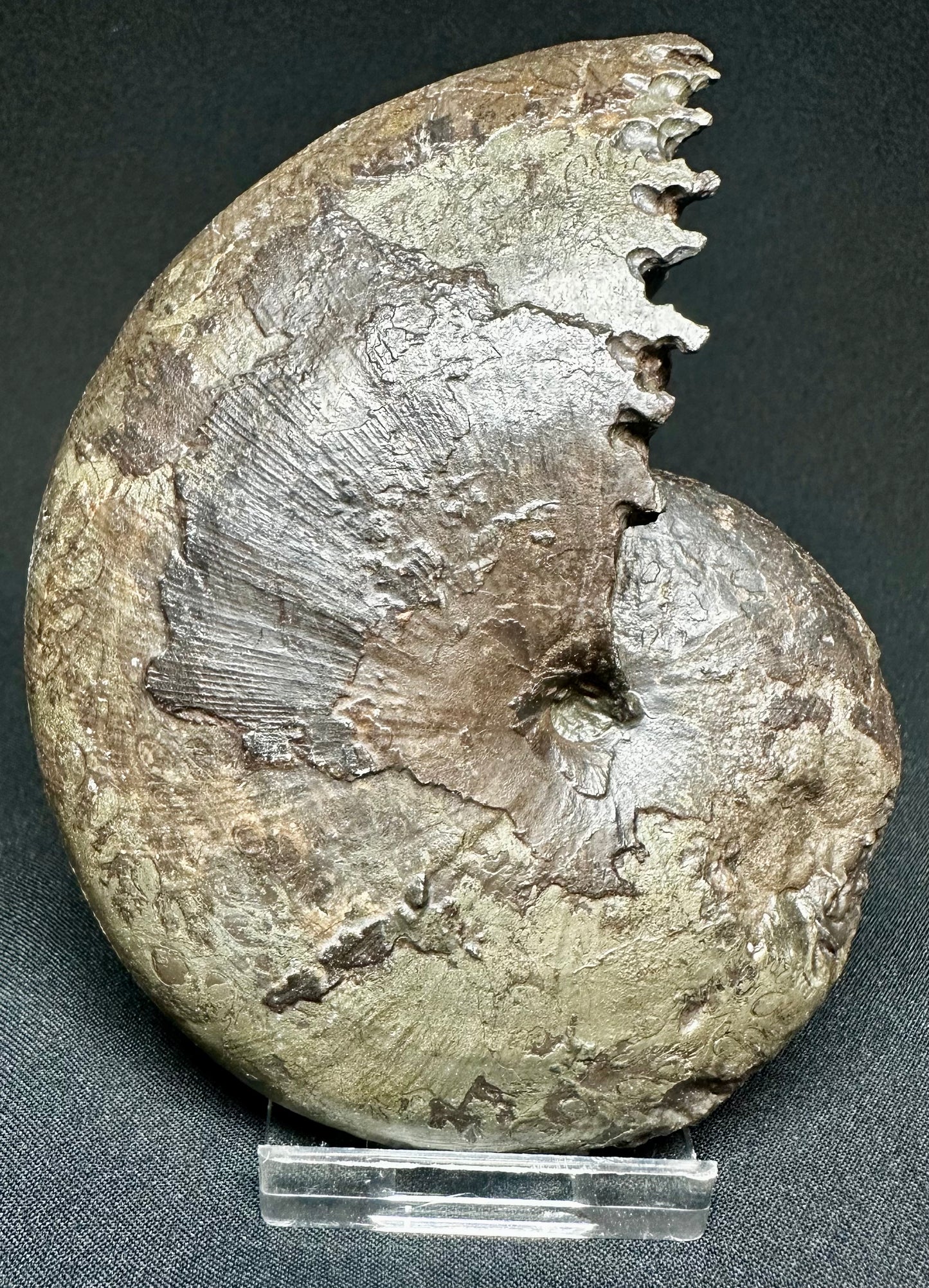 Phylloceras ammonite fossil - Whitby, North Yorkshire Jurassic Coast